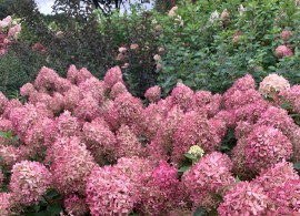 hydrangea pixio (7)